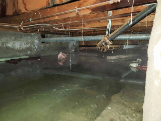 Best Basement water damage restoration  in Harwood Heights, IL